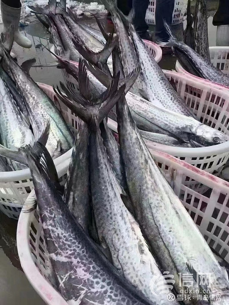 青岛头茬本地鲅鱼已上市但产量不大市民想饱口福可以再等等