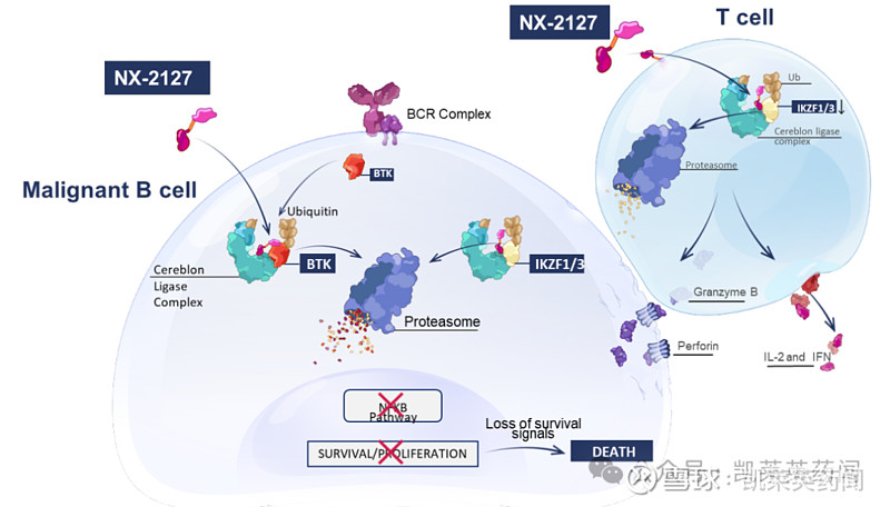 继续约吉利德后，Nurix本月再次官宣与赛诺菲延长战略合作，计划在一年内将靶向STAT6降... 欢迎关注 凯莱英 药闻2024年4月9日 ...