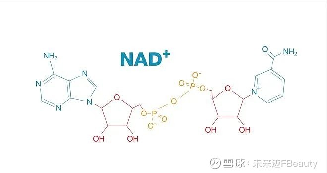(烟酰胺腺嘌呤二核苷酸)是一种存在于人体内所有细胞的辅酶,是激活"