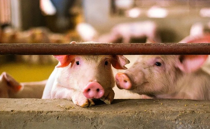 猪价既关乎老百姓的"菜篮子""钱袋子",也关乎养殖主体的生存发展.