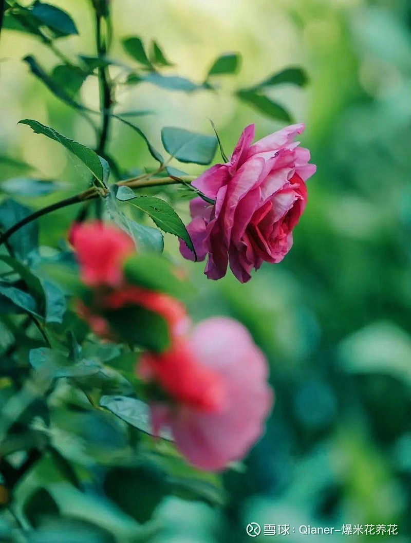 这波小白银做空的应该很多人爆仓了! - 雪球