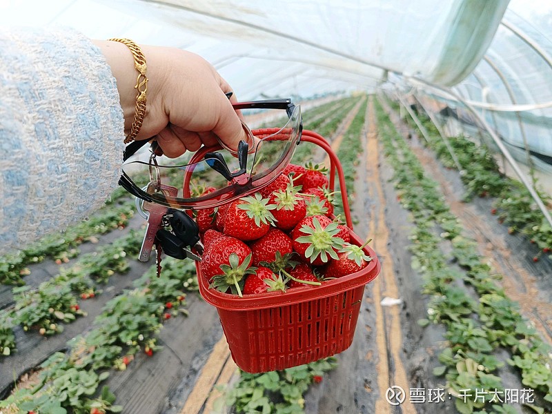 昨天去摘草莓老板免费送的草莓也