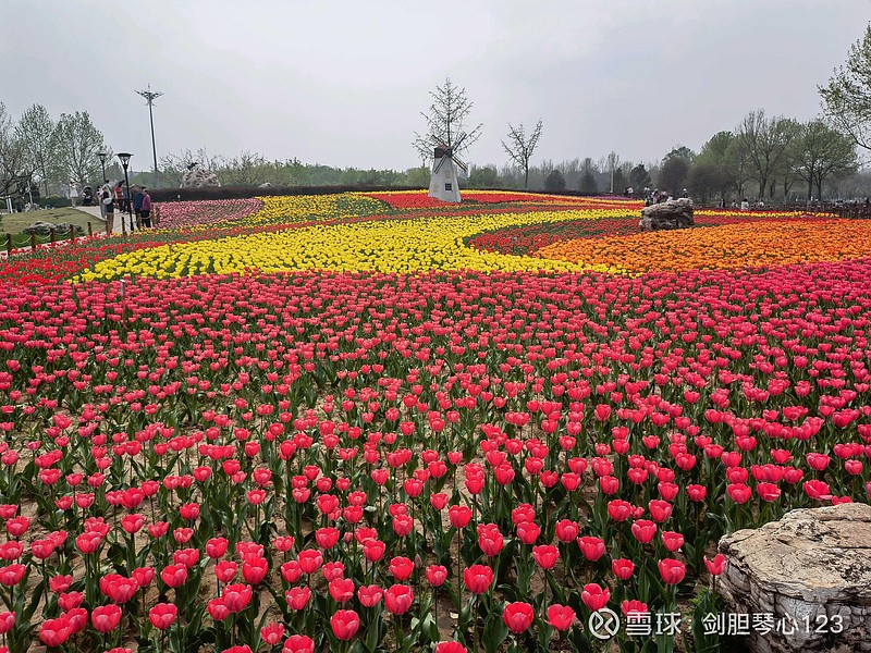 坐标:北京,房山,长阳公园目的:来看郁金香花海任务:陪雪球女大v周末逛