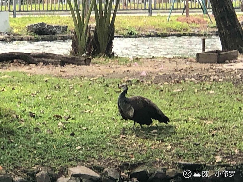 越秀公园的黑天鹅和孔雀，第一次