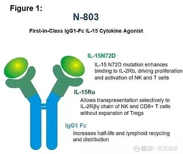 细胞因子里程碑：IL-15获FDA批准，ImmunityBio股价涨20% Armstrong 2024年4月22日， ImmunityBio ...