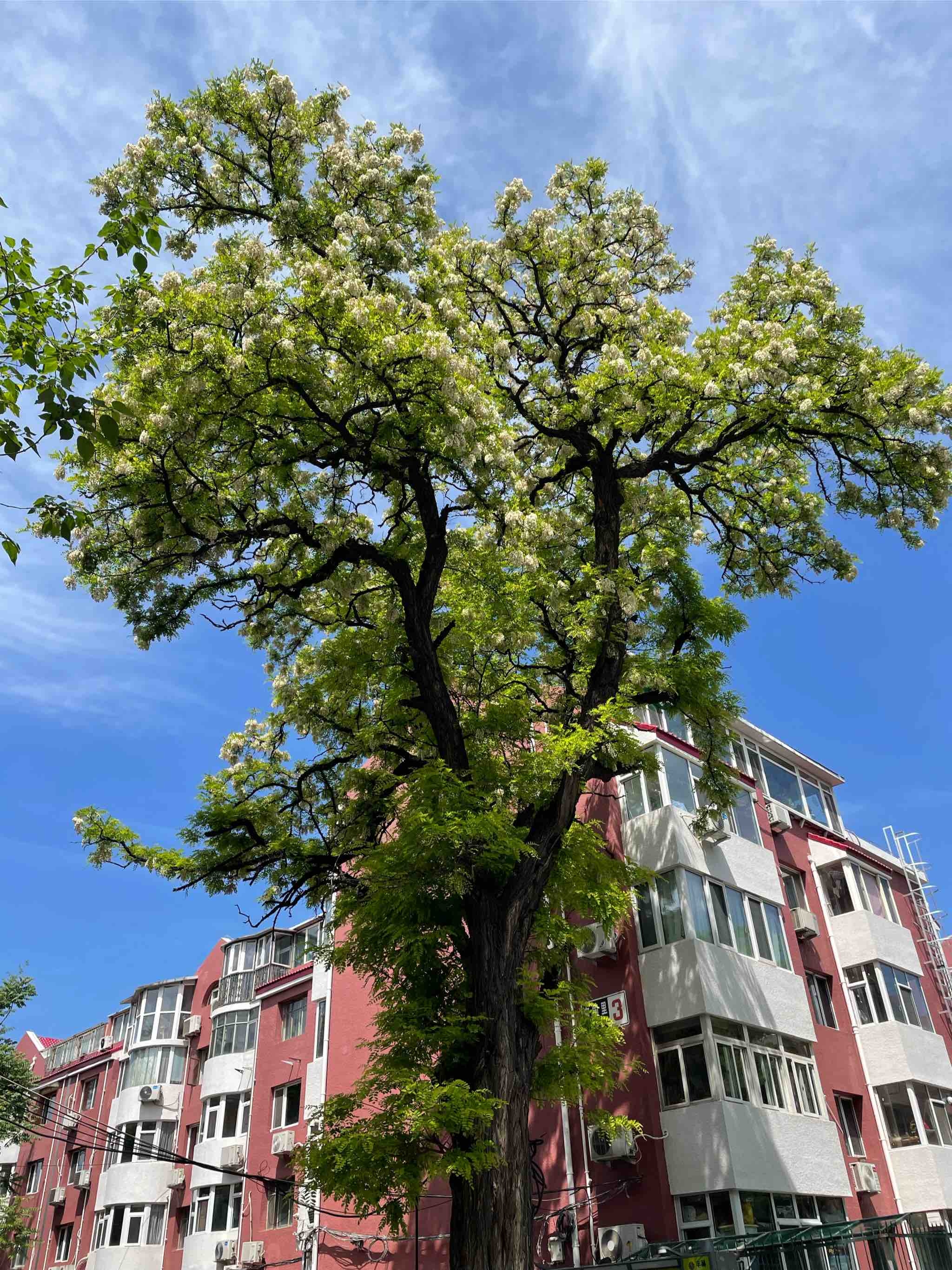 百年槐树,持久壮美;股市前景渐冷