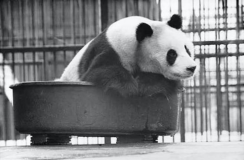 中国特派"最萌外交官"回国!大熊猫外交的历史,远比你想象中长