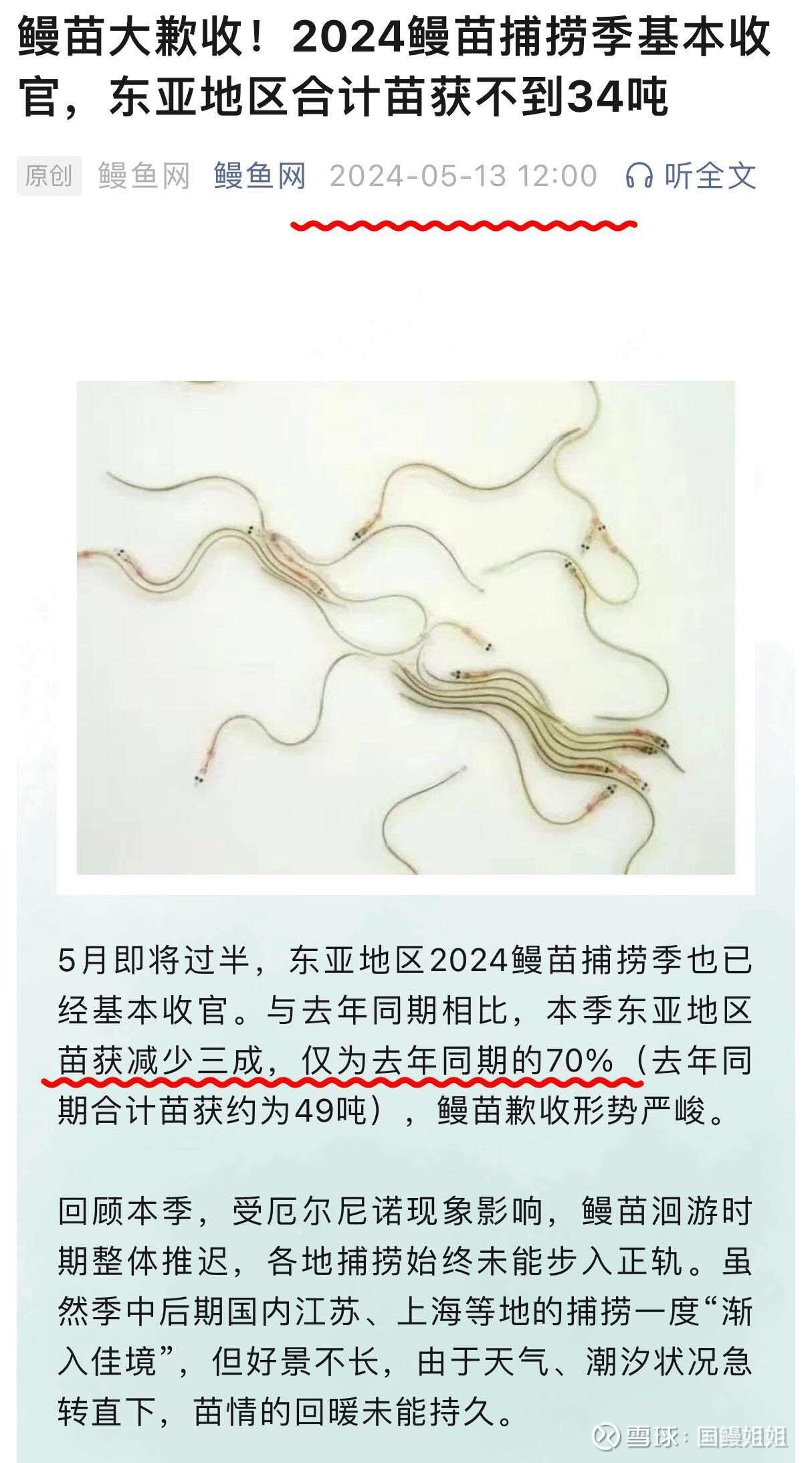 鳗鱼苗捕捞量锐减30%,市场预测精准应验