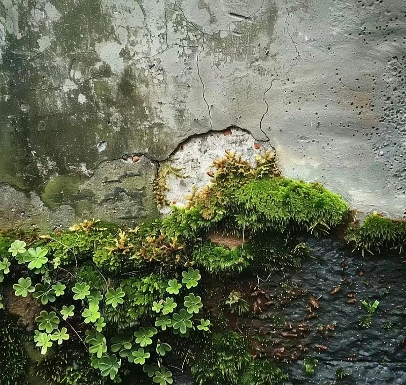 “ 石径雨痕苔藓绿 … ”