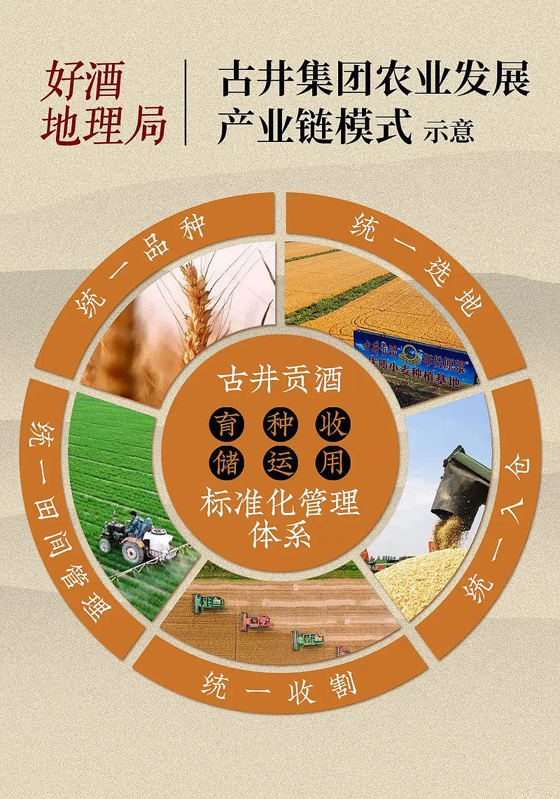 在古井原粮丰收节,回溯一滴酒的生命本源