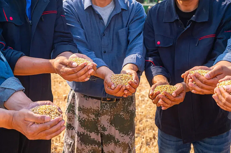 在古井原粮丰收节,回溯一滴酒的生命本源