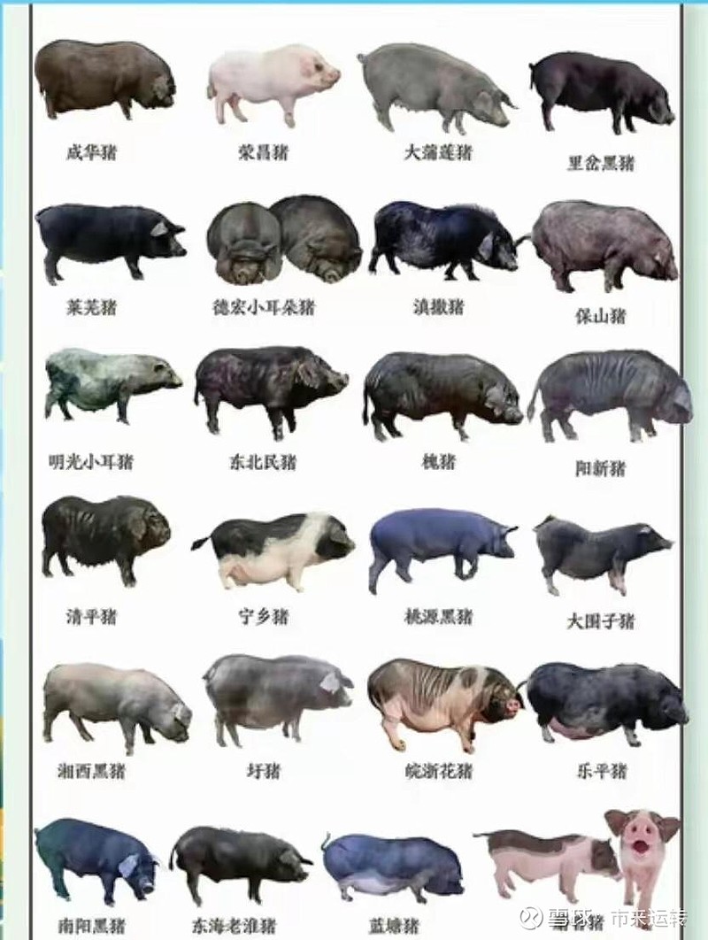 然而,大多数屠宰商更看重猪肉价格而非品种,他们不愿多花钱采购本土猪