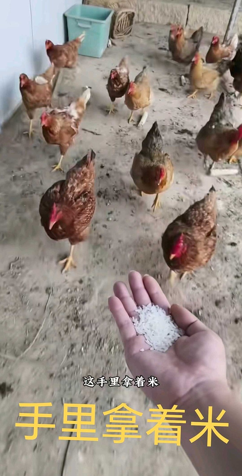 手里放着米，鸡才会追着你<br