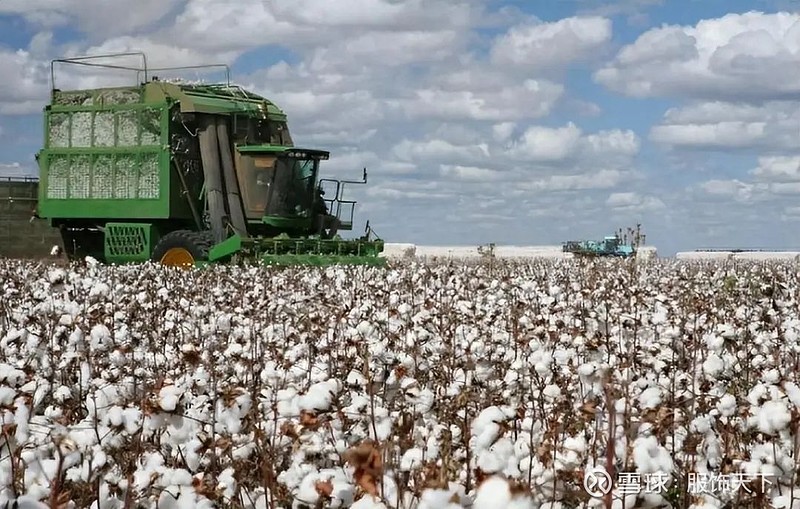 "新疆棉"事件罪魁祸首,"反华妖女"许秀中被澳政府抛弃