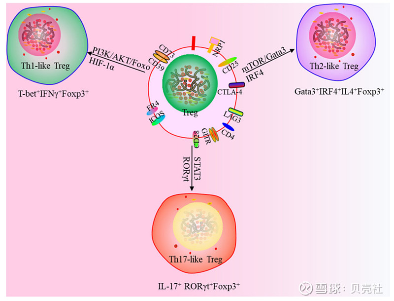 Treg的未来：CAR-Treg 来源：小药说药 调节性T细胞（Treg）是免疫细胞的一小部分，专门用于抑制过度免疫激活和维持免疫稳态。在过去 ...