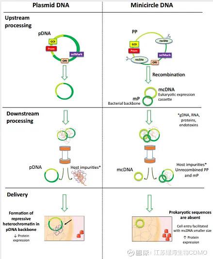 【耀文解读】微环DNA(Minicircle DNA)：DNA载体的未来 Minicircle DNA（mcDNA）作为更小、更安全的非病毒 ...
