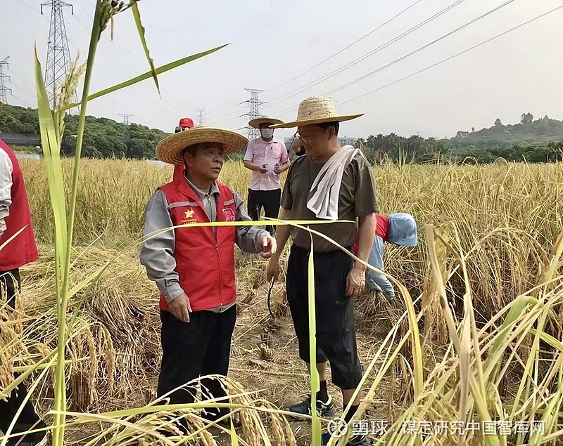 种业创新深圳品种海水稻获成果-广东 国稻种芯·中国水稻节