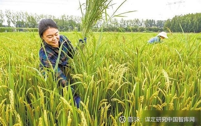保定效益双赢涿州水稻种植历史-河北| 国稻种芯·中国水稻节