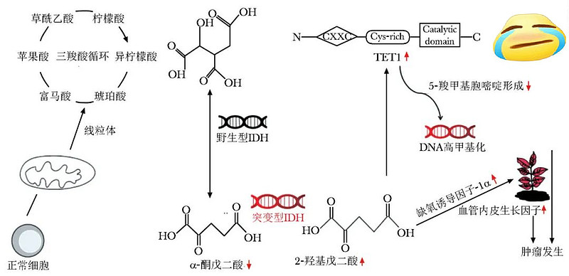 一图看懂idh异柠檬酸脱氢酶基因突变的致癌分子机制