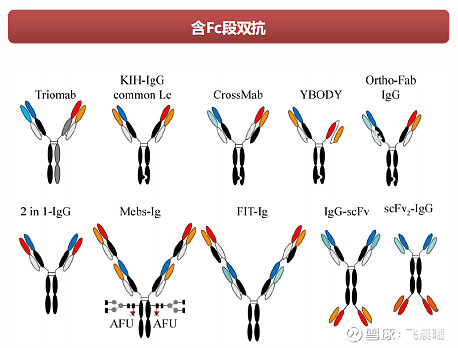 双特异性抗体的分类及作用机制 抗体圈 以下文章来源于生物报 ，作者凯恩斯 双抗的历史双抗已有60年发展历史，2014之后双抗热潮再起，随着 ...