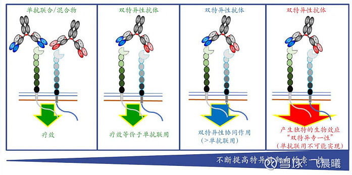 双特异性抗体的分类及作用机制 抗体圈 以下文章来源于生物报 ，作者凯恩斯 双抗的历史双抗已有60年发展历史，2014之后双抗热潮再起，随着 ...