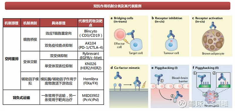 双特异性抗体的分类及作用机制 抗体圈 以下文章来源于生物报 ，作者凯恩斯 双抗的历史双抗已有60年发展历史，2014之后双抗热潮再起，随着 ...