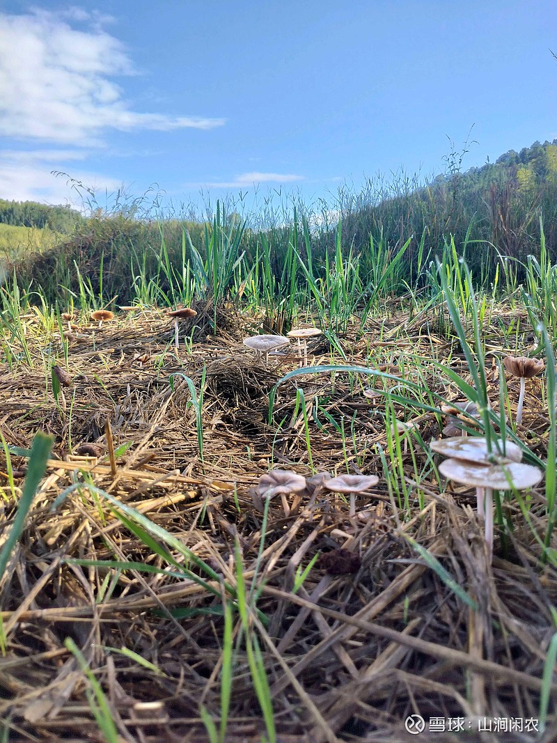 今年雨水太多,户外稻草上长野蘑菇,上次放倒的稻草泡水基本报废了
