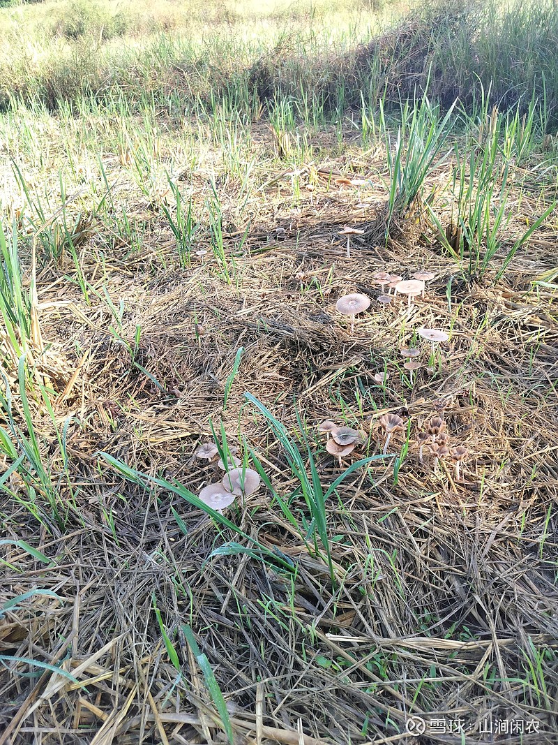 今年雨水太多,户外稻草上长野蘑菇,上次放倒的稻草泡水基本报废了