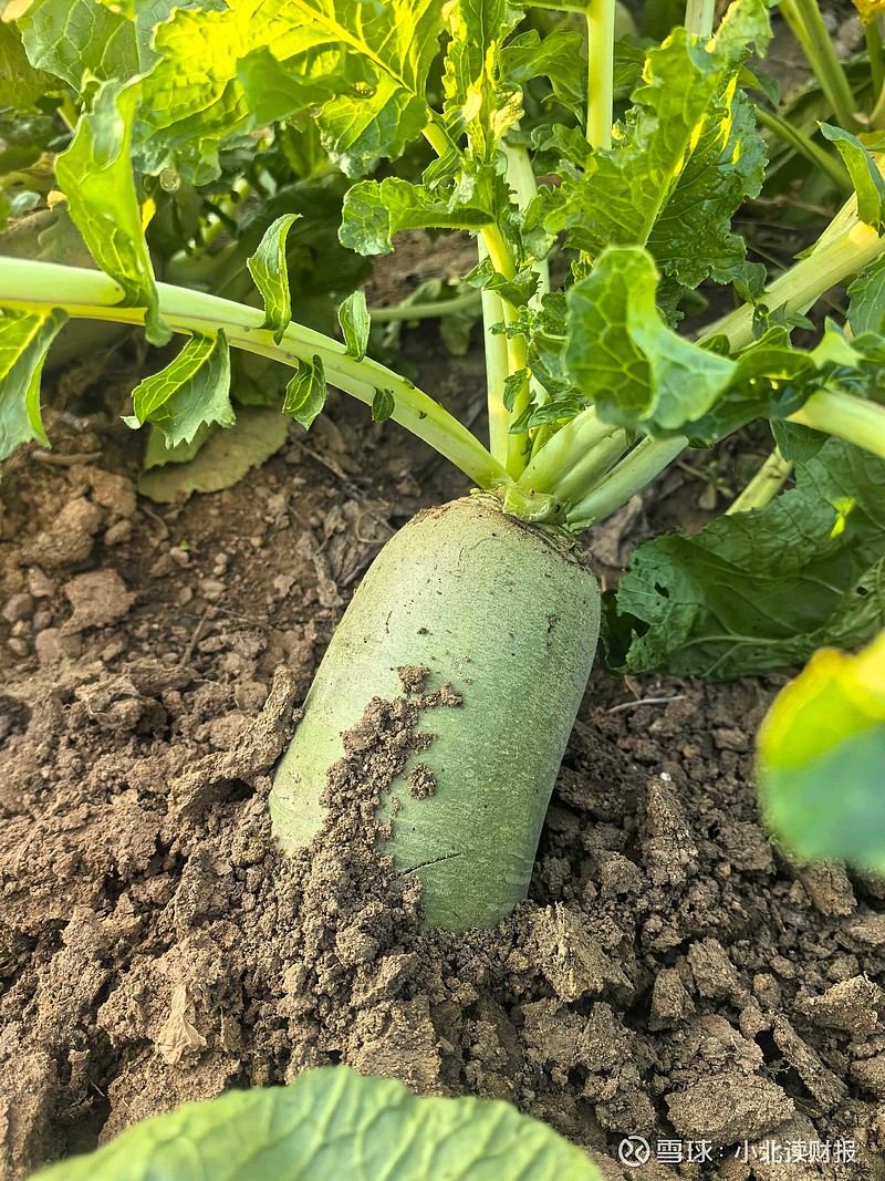 股市很闹,请大家云游萝卜地