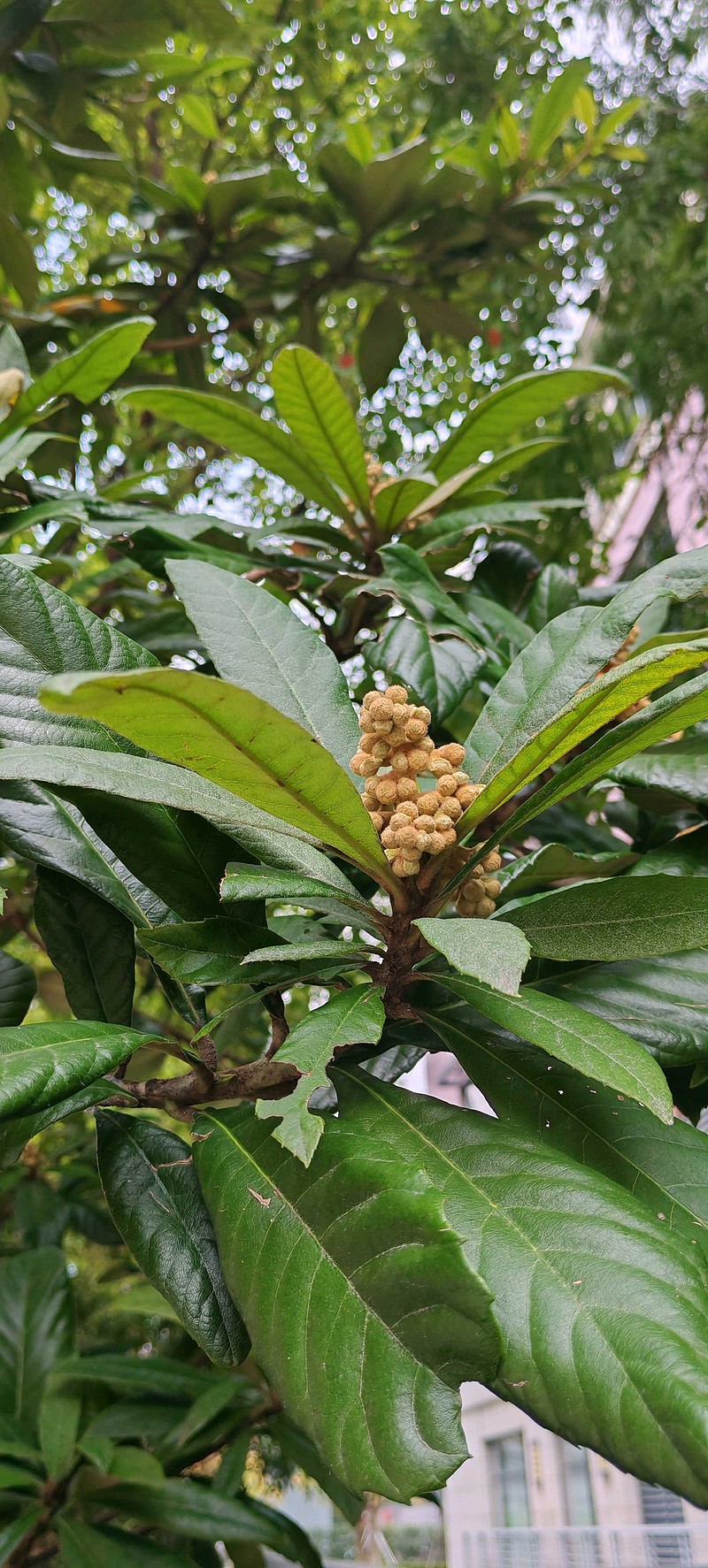 枇杷树的生长过程图片图片