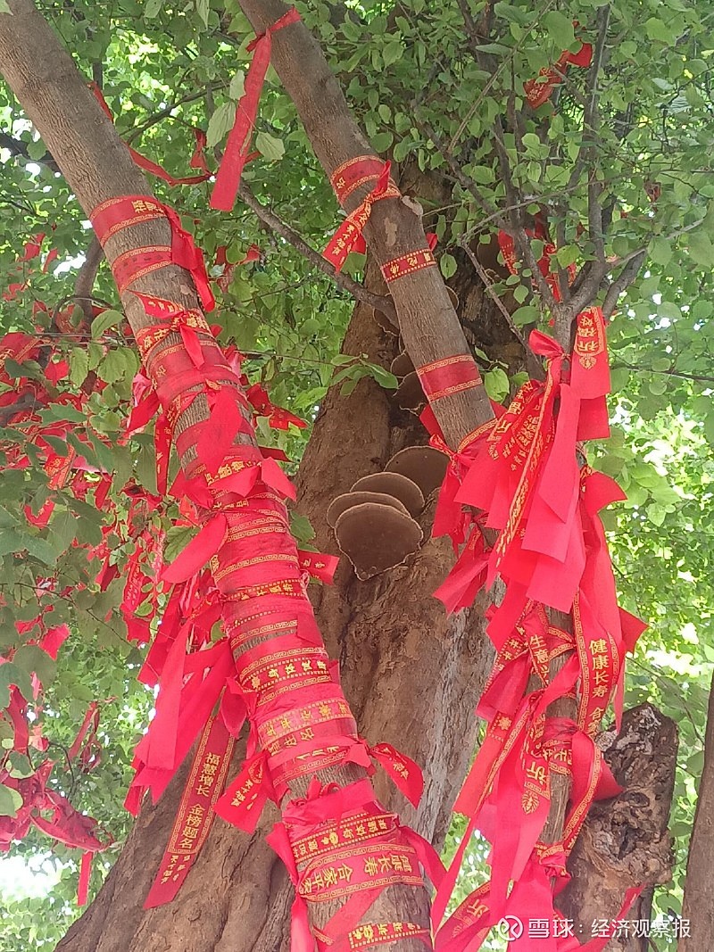 五祖寺的青檀树 黎云昆/文 五祖寺位湖北省黄梅县,是中国佛教禅宗第五代禅师弘忍大师的弘法道场。现寺名“五祖寺”为赵朴初先生所题(图1、2 ...