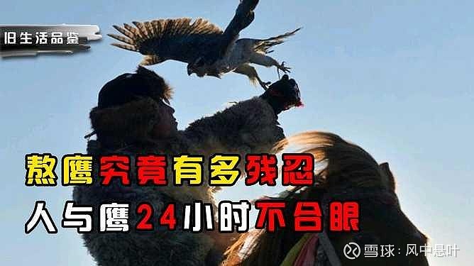 熬鹰的具象化——投资柯基 $淳中科技(SH603516)$ “熬鹰”熬鹰术作为游牧文化传统,是指通过耐力与意志力驯服野性鹰类,鹰和训鹰人能长达 ...