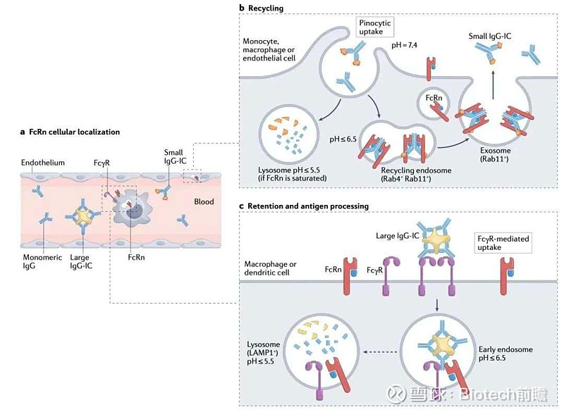 FcRn抑制剂全球混战升级！强生“收购+申报”组合拳出击，国产创新药亟需突破同质化困局 添加图片注释，不超过 140 字（可选）2025【自免 ...
