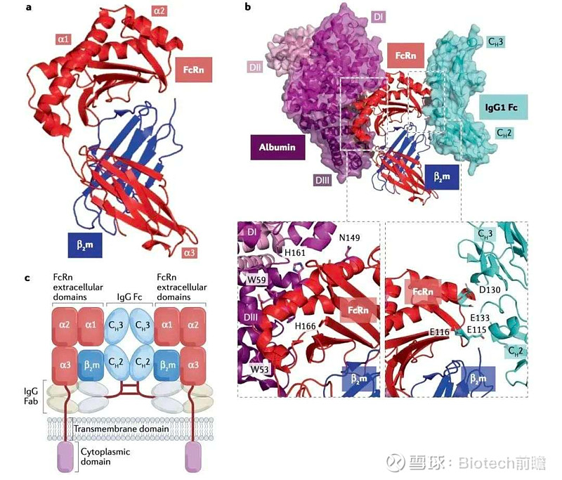 FcRn抑制剂全球混战升级！强生“收购+申报”组合拳出击，国产创新药亟需突破同质化困局 添加图片注释，不超过 140 字（可选）2025【自免 ...