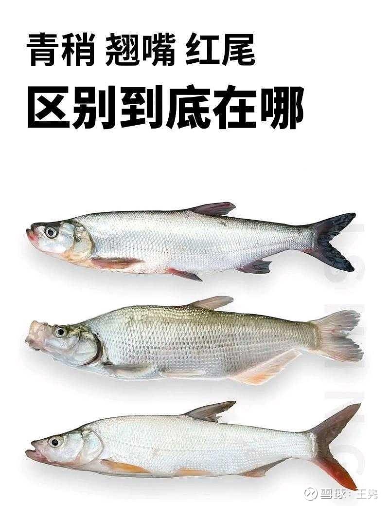 青稍 嘿!怎么没有翘嘴呢?对的,他有点超纲了。青稍长得大一点也就二三十公分吧,也就二两左右的体重。红尾的话稍微大一点,他可能一... - 雪球
