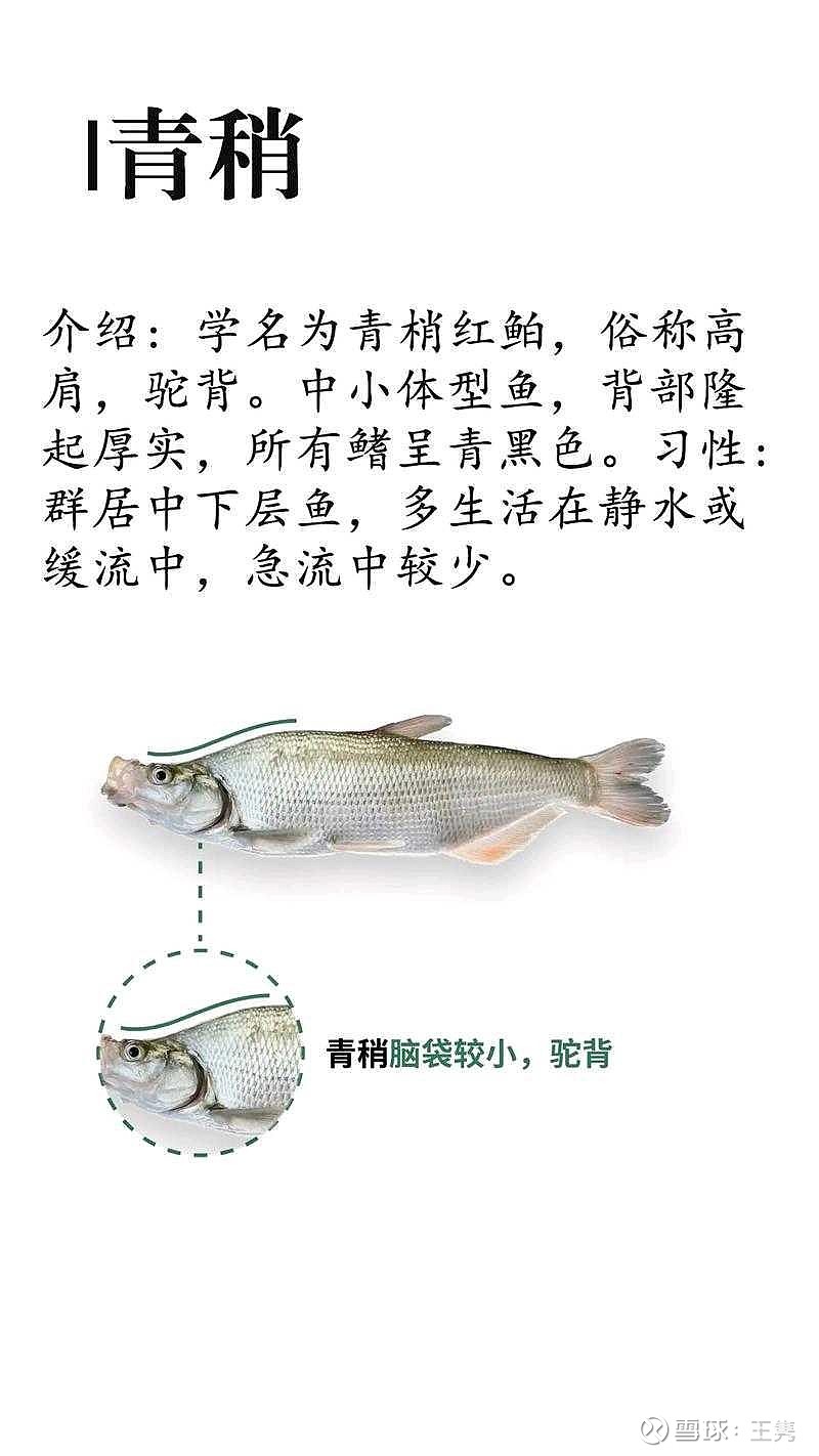 青稍 嘿!怎么没有翘嘴呢?对的,他有点超纲了。青稍长得大一点也就二三十公分吧,也就二两左右的体重。红尾的话稍微大一点,他可能一... - 雪球