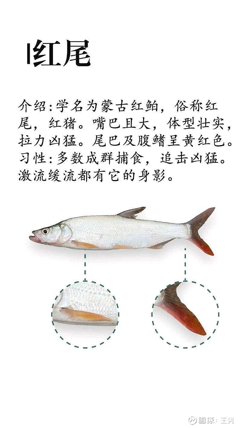 青稍 嘿!怎么没有翘嘴呢?对的,他有点超纲了。青稍长得大一点也就二三十公分吧,也就二两左右的体重。红尾的话稍微大一点,他可能一... - 雪球