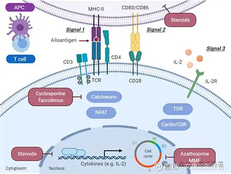 下一代TCE之第三信号IL-2 以下全文来自公众号津津药道近日， 安进 与美国生物技术公司Asher Bio在ClinicalTrials网站 ...