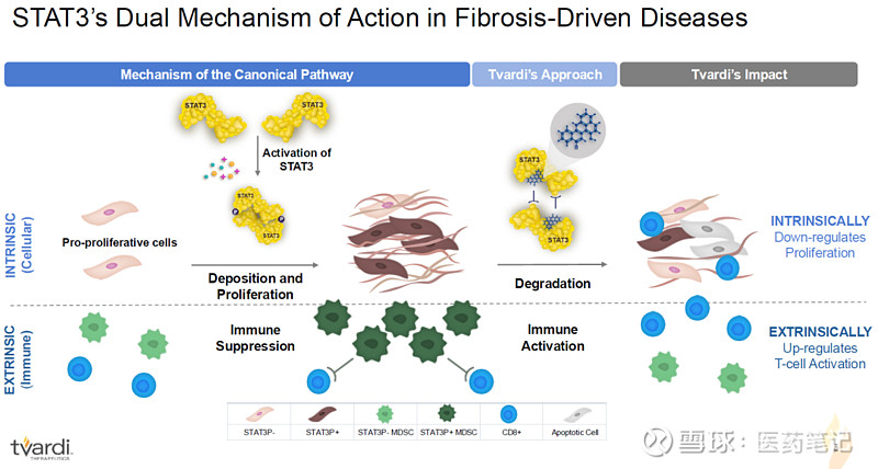 Tvardi大跌84%：STAT3治疗IPF二期临床失败 Armstrong 2025年10月13日，Tvardi Therapeutics ...