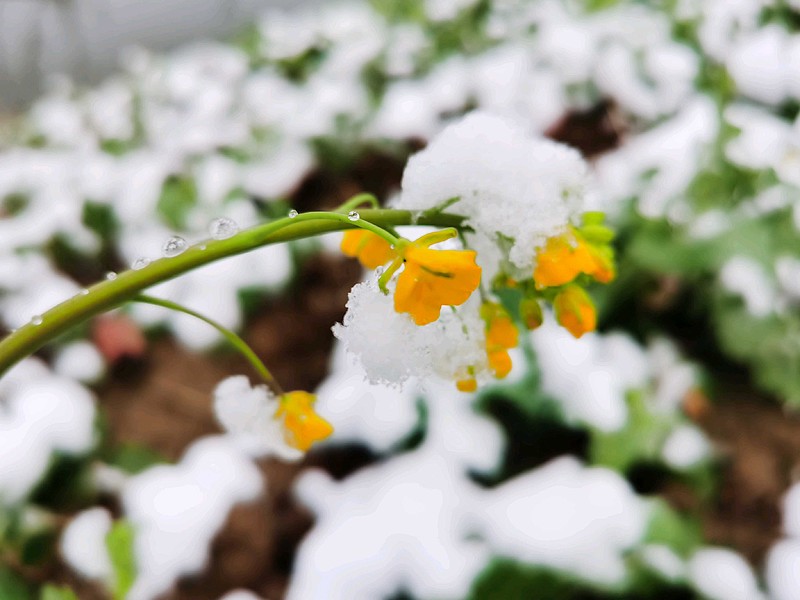顺络电子 的董秘怎么吹牛都没用