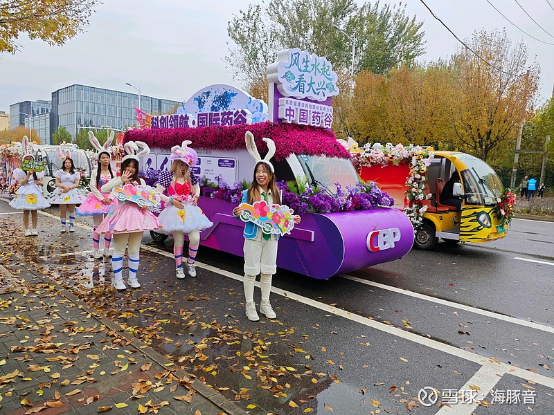 今天海豚住的这个小镇有点热闹，