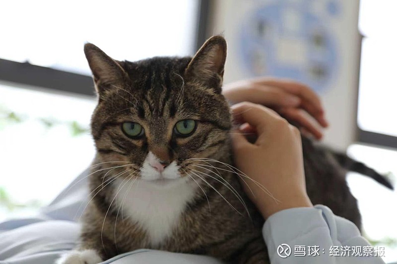 当医院来了一位“猫医生” 记者 郑明珠在济南智善心理医院(下称“智善心理”),“医疗专家团”介绍栏的首位是一张穿着白大褂的狸花猫照片。这只名为 ...