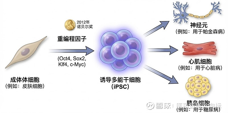 生物药投资入门:从“重组DNA”到“细胞工厂”,看懂下一个药王诞生地 在漫长的医学史中,人类与疾病的斗争大部分时间依赖于植物提取物或实验室合成 ...