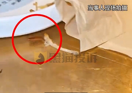 烤匠北京门店惊现蟑螂爬上桌 排队3小时仅退餐费令消费者失望(图1)