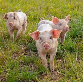猪肉概念反弹，巨星农牧领涨