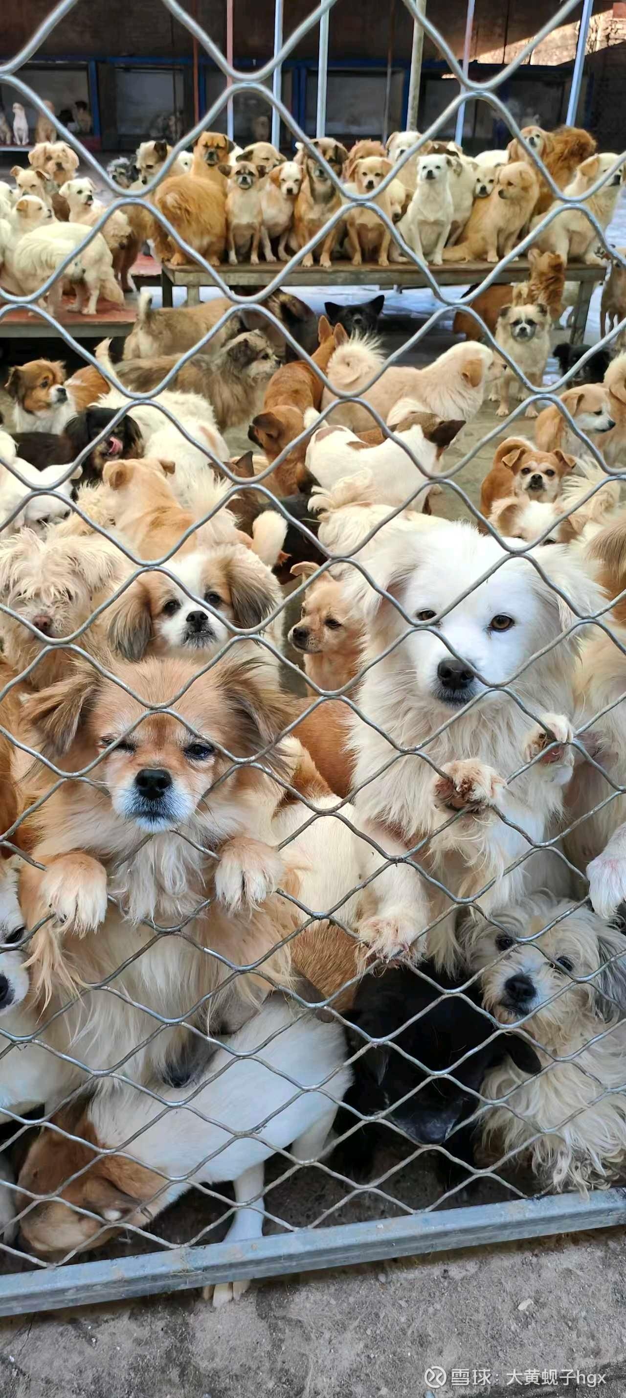 动态图片