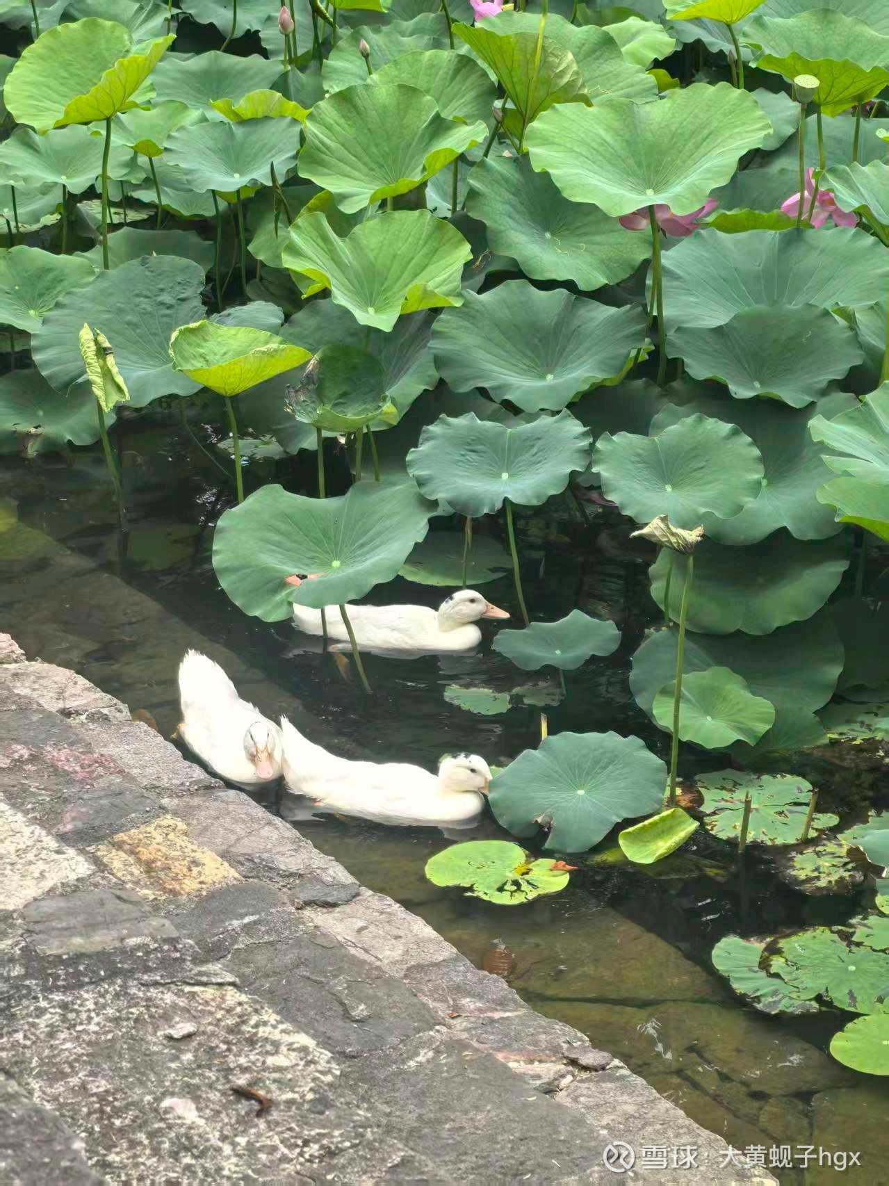 动态图片