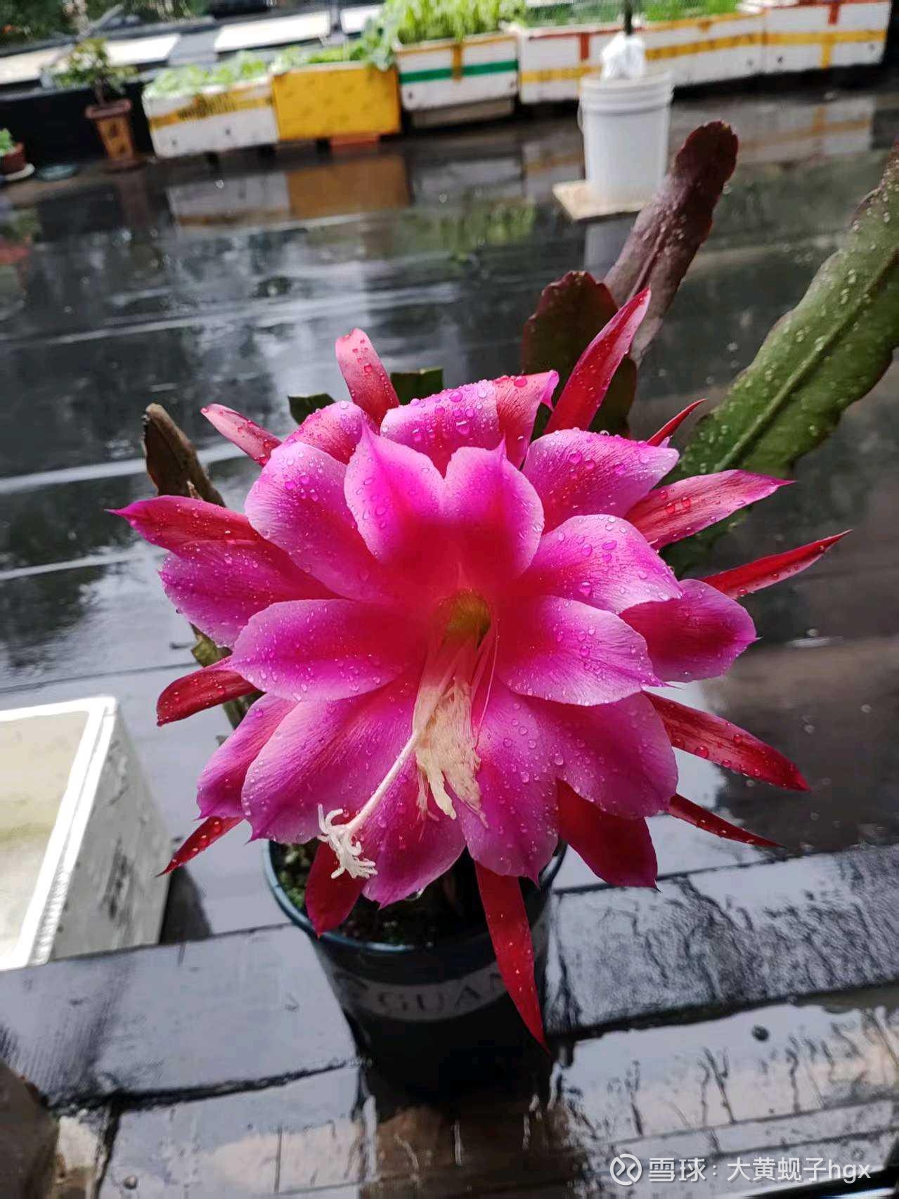 动态图片