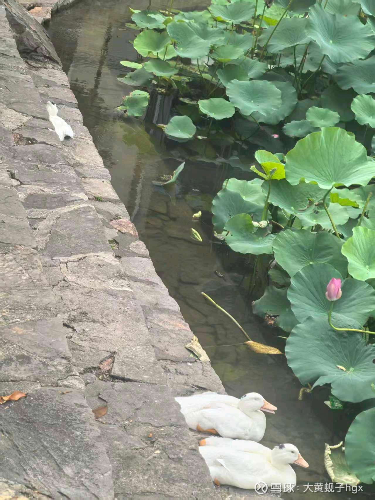 动态图片