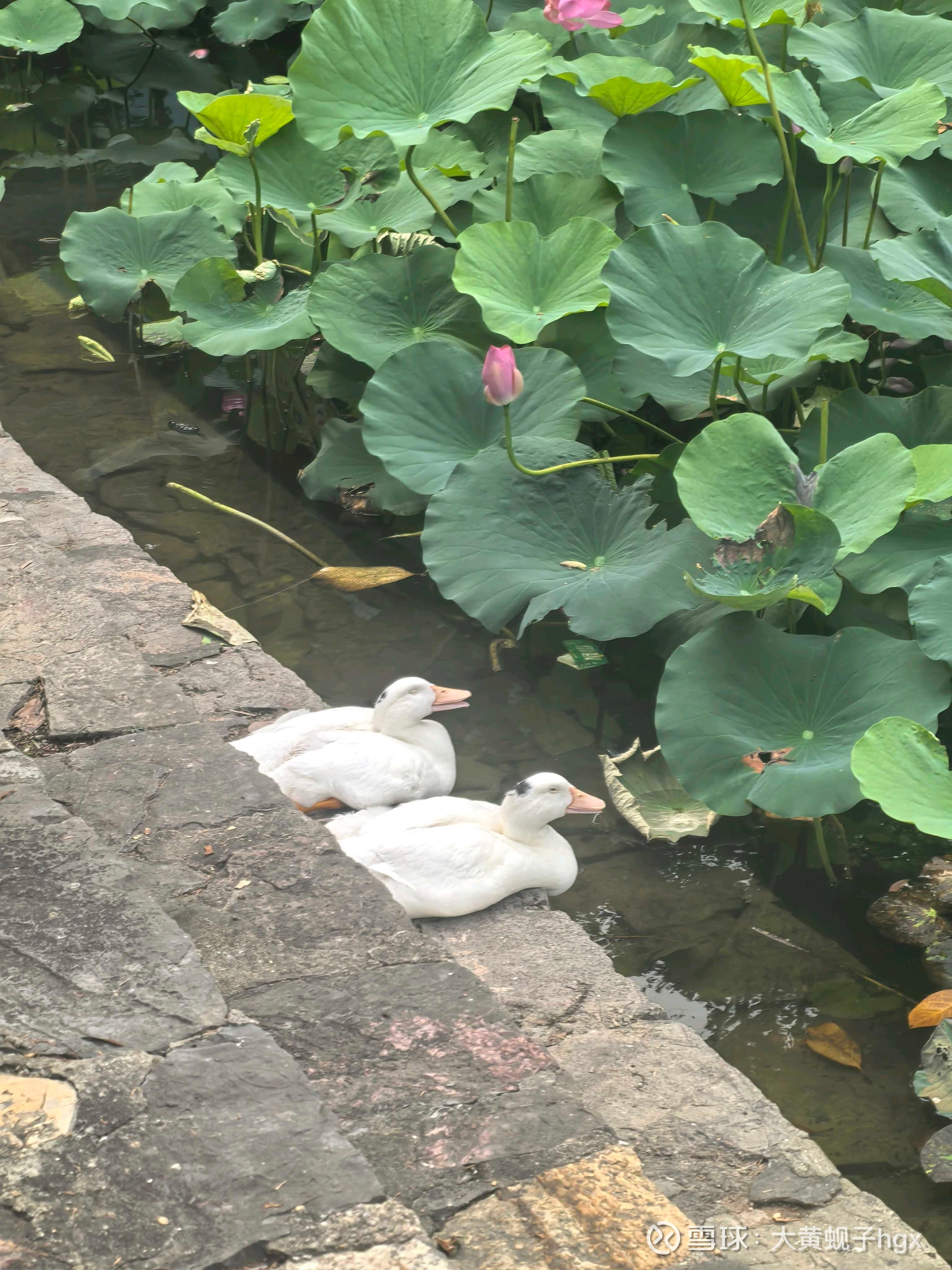 动态图片